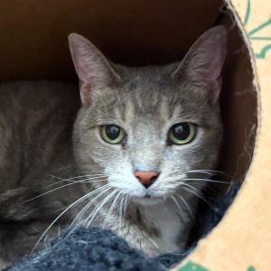 Luna, Senior Female unknown