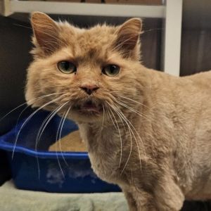 Bean, Senior Male unknown