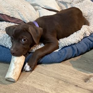 Photo of Sherlock
