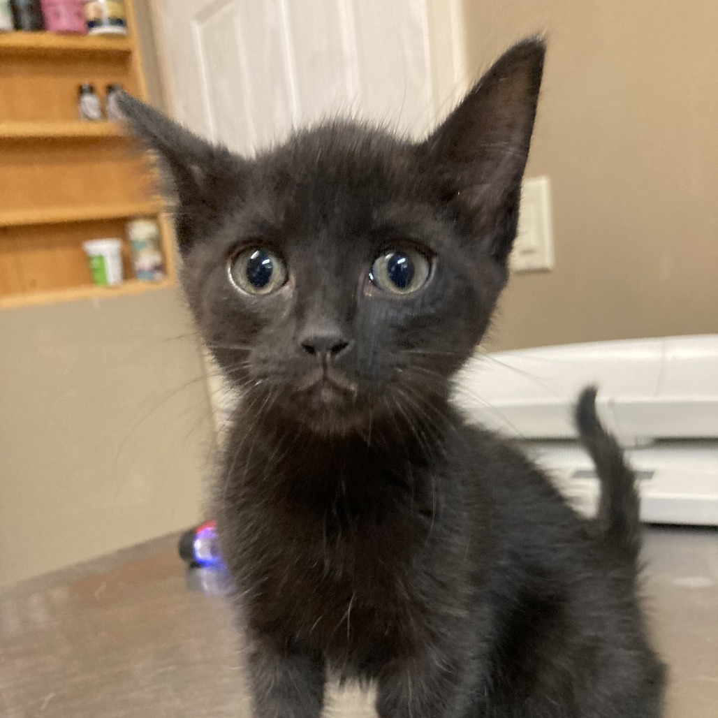 Olive, an adoptable Domestic Medium Hair in Pagosa Springs, CO, 81147 | Photo Image 1