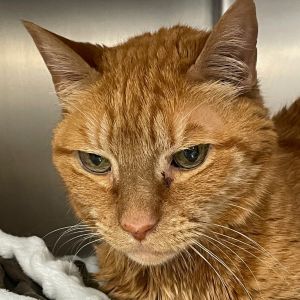 Kumquat, Senior Male unknown