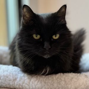 Gucci, Senior Female unknown