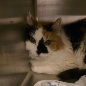Tinsel, Senior Female unknown