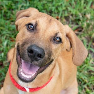 Hi my name is Banjo My siblings and I were found with our mom and another dog on a farm