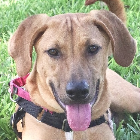 Puppy Banjo