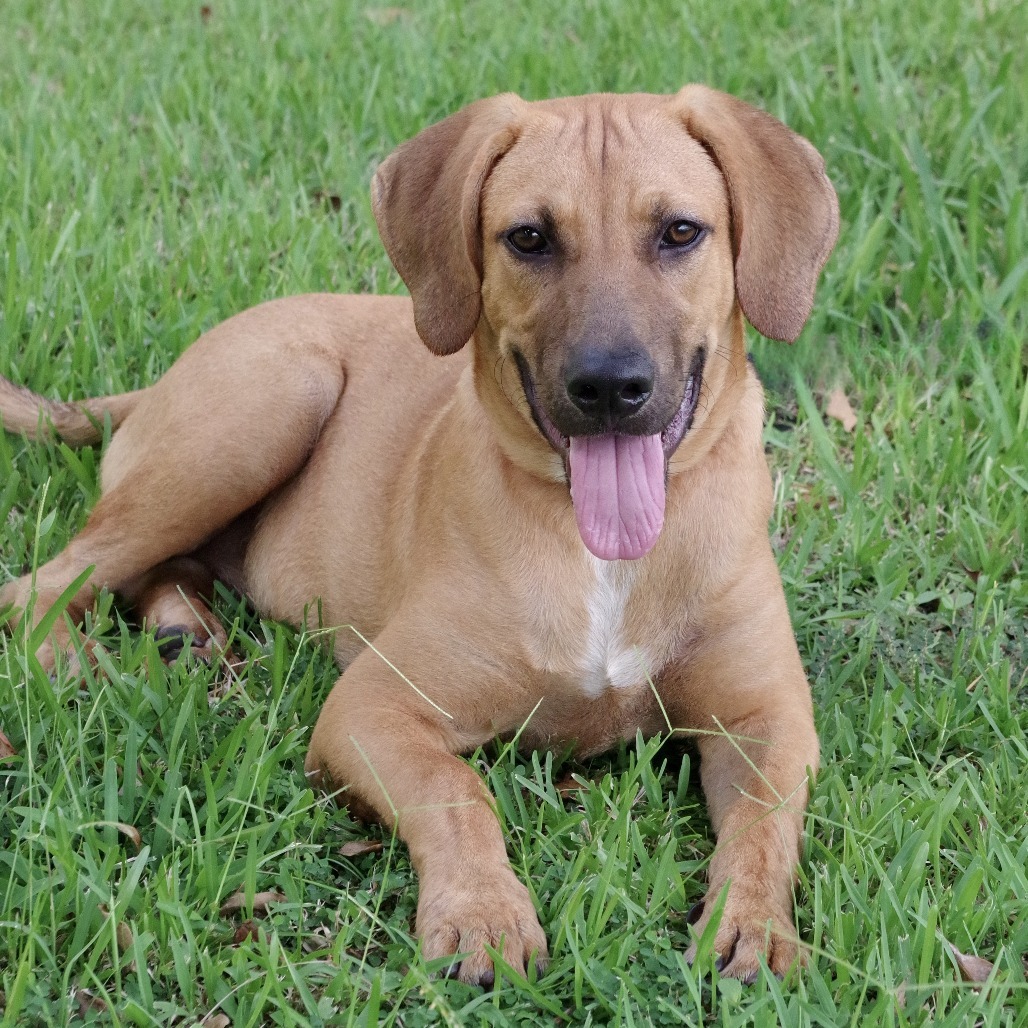 Puppy Banjo