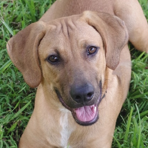 Puppy Banjo