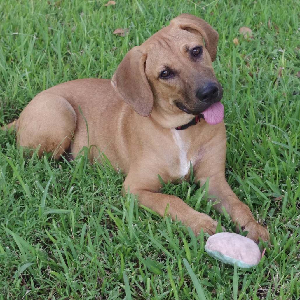 Puppy Banjo