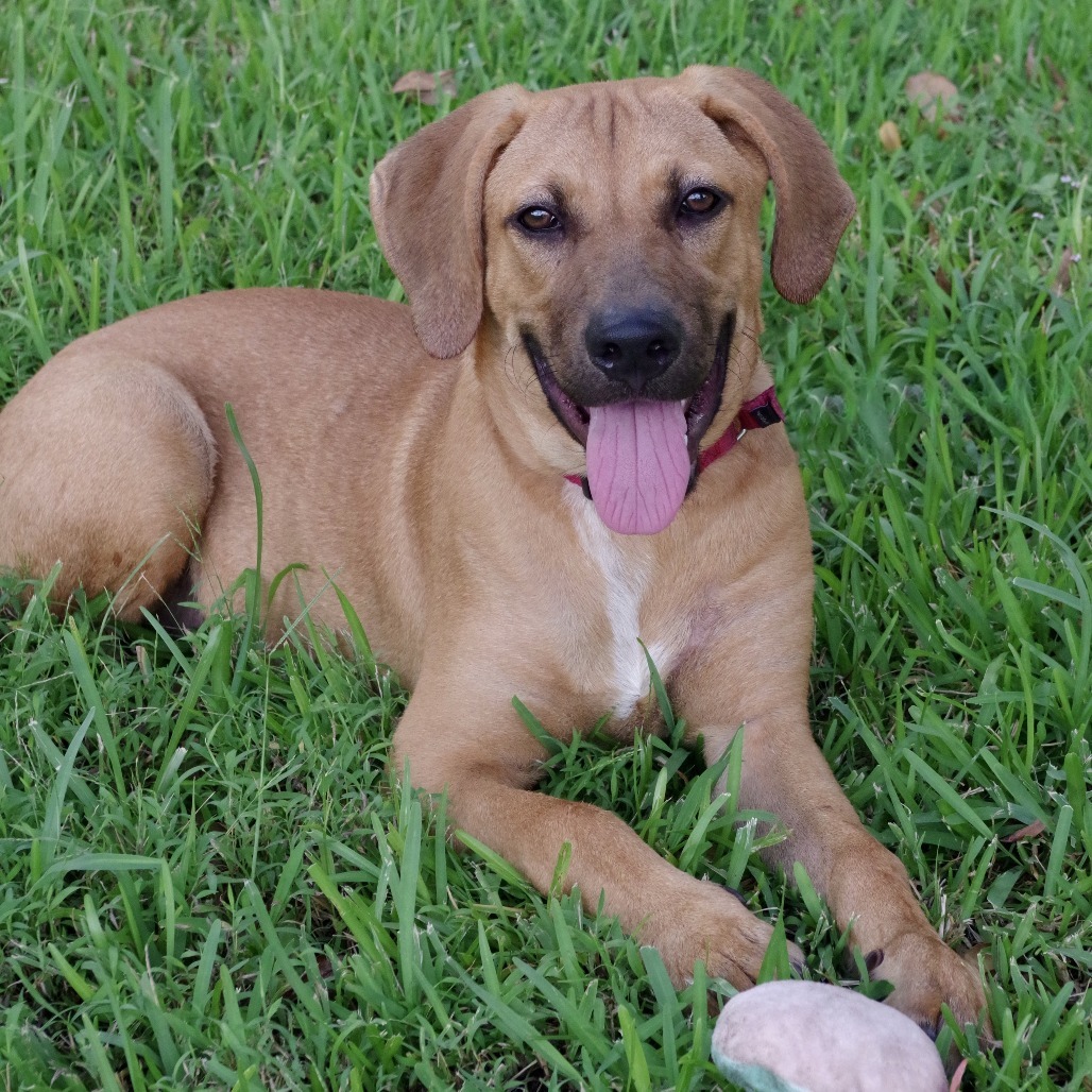 Puppy Banjo