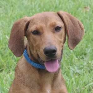 Hi my name is Skye My siblings and I were found with our mom and another dog on a farm