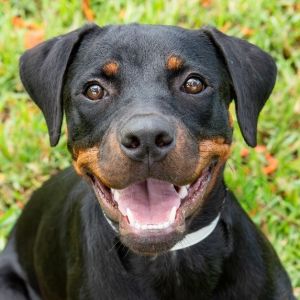 Puppy Dakota Rottweiler Dog