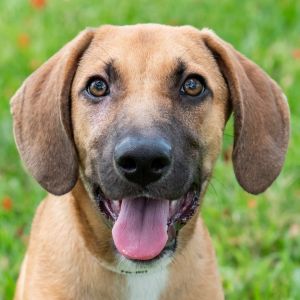 Hi my name is Hunter My siblings and I were found with our mom and another dog on a farm