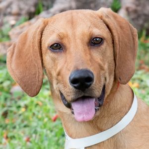 Hi my name is Clover My siblings and I were found with our mom and another dog on a farm