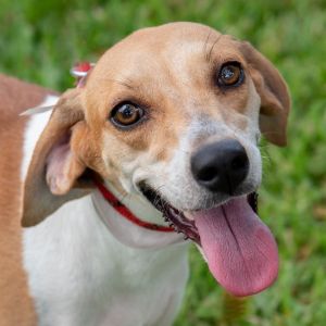 Hi my name is Holly I was found with my doggy friend on a farm in Homestead I was pregnant