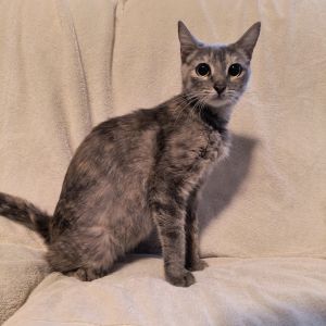 Abba, Adult Female unknown