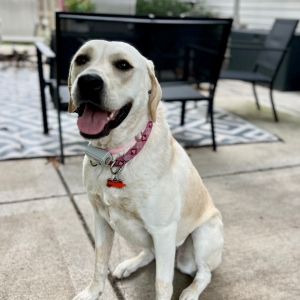Lyra - Home to Home, Adult Female unknown