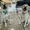 Lyra - Home to Home photo 2