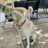 Lyra - Home to Home photo 3