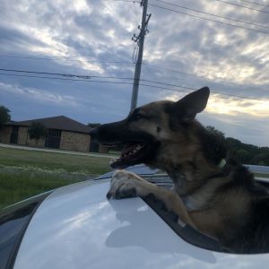 Harley - Home to Home, Adult Female unknown