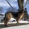 Harley - Home to Home photo 2