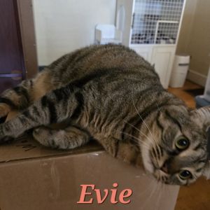 Evie - Home to Home, Adult Female unknown