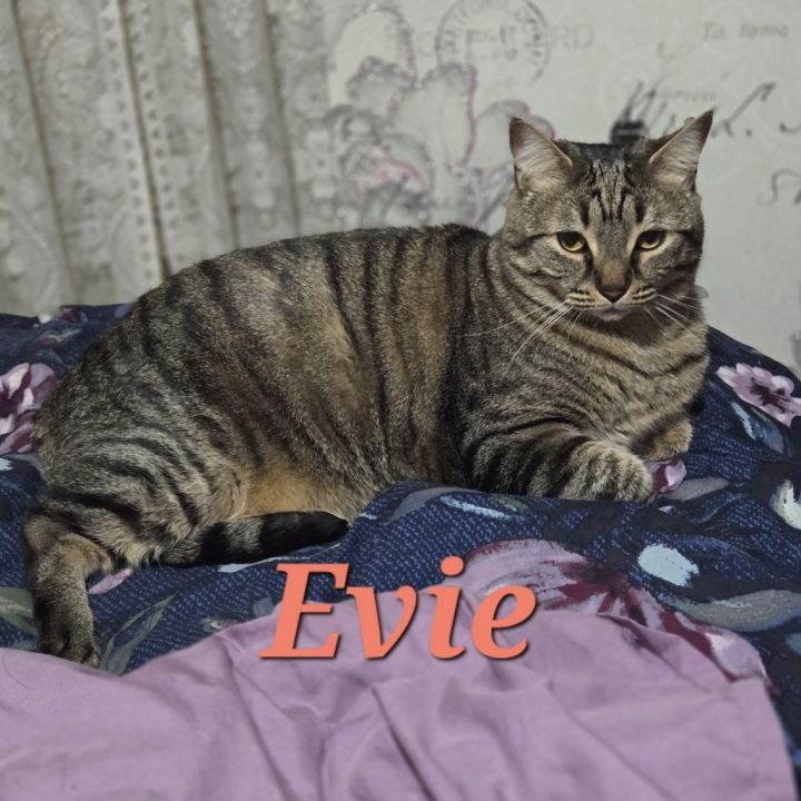 Evie - Home to Home 2