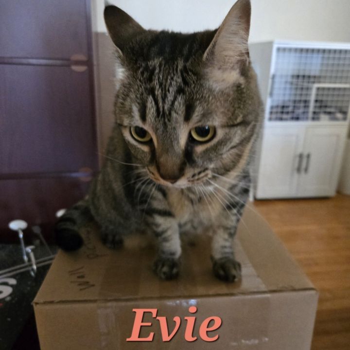 Evie - Home to Home 3