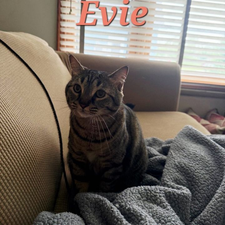 Evie - Home to Home 4