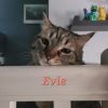 Evie - Home to Home photo 5