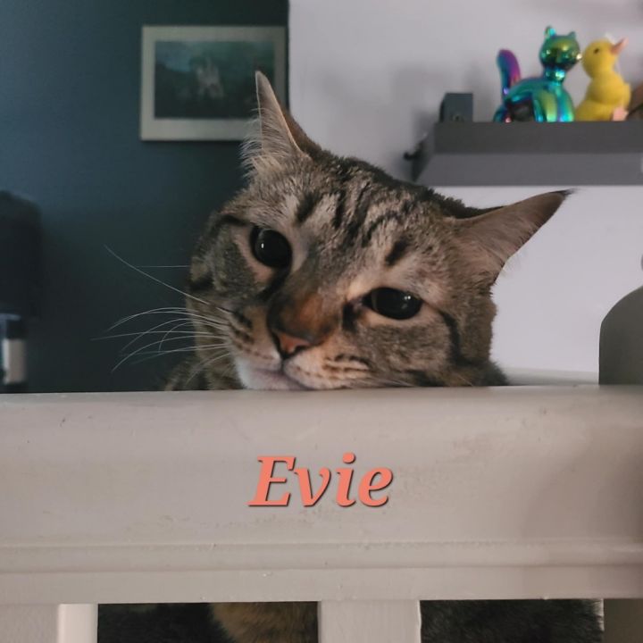 Evie - Home to Home 5