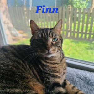 Finn - Home to Home, Adult Male unknown