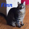 Finn - Home to Home photo 3