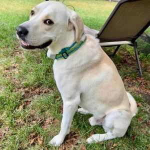 Leon - Home to Home, Adult Male unknown