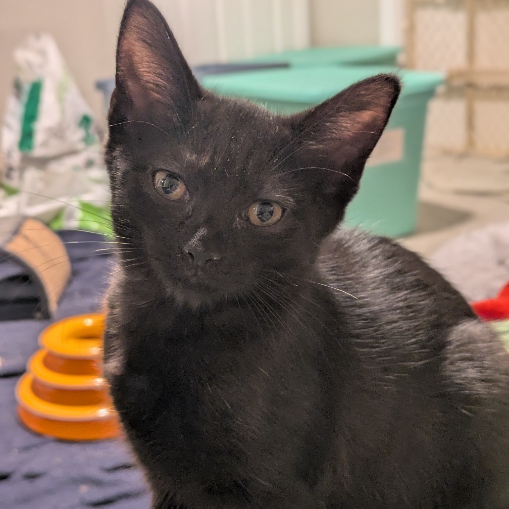Wilhelmina (Willie)