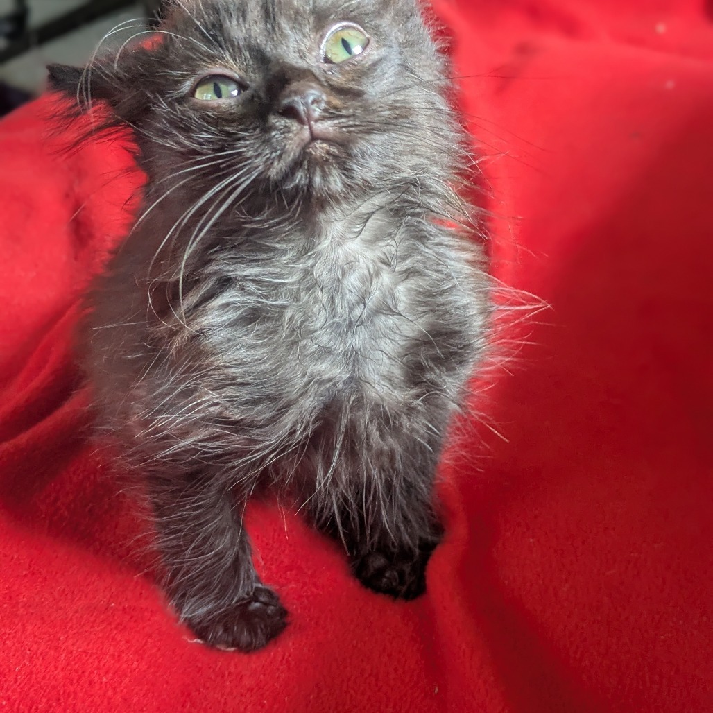 Alfie