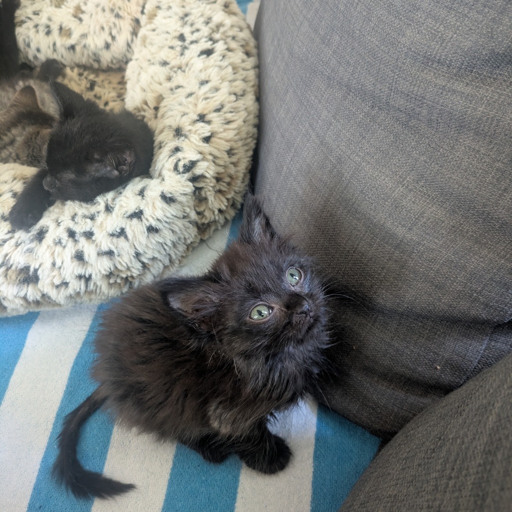 Alfie