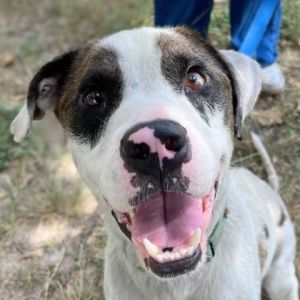 Petey, Adult Male unknown