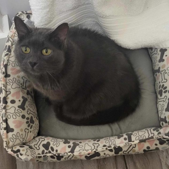 Orion Shines Blue 54509 (FIV+) 1