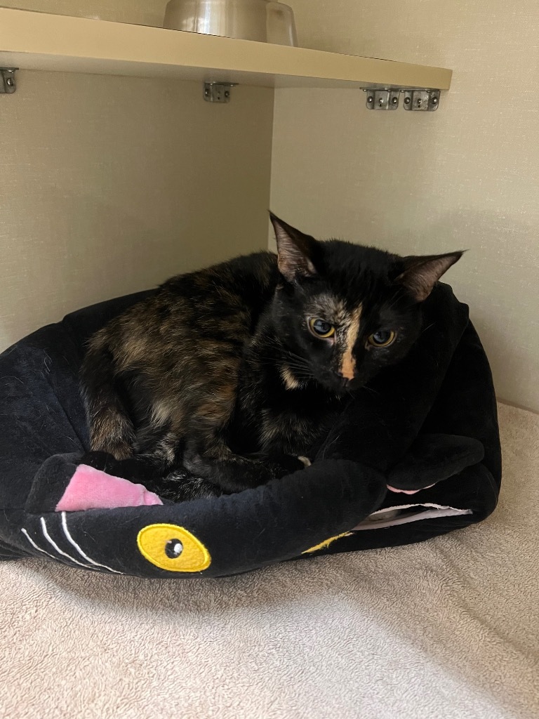 Andromeda, an adoptable Tortoiseshell in Winnipeg, MB, R3H 0M1 | Photo Image 1