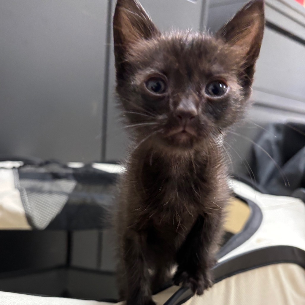 Piruli, an adoptable Domestic Short Hair in Guaynabo, PR, 00969 | Photo Image 1