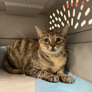 Meet Rivian This 1-year-old grey female cat is as gentle and sweet as they come With her calm deme