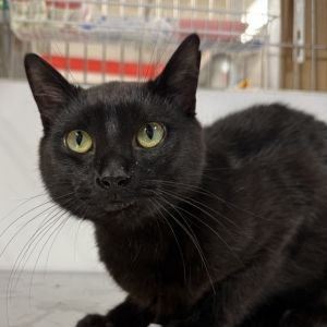 Reaper is on site at our adoption center in SoHo Reaper is a one-year-old male This handsome fella