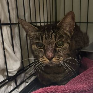 Meet McRib This 3-year-old male tabby is as handsome as he is affectionate With his striking good 