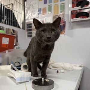 Meet Charming This 3-year-old grey male cat lives up to his name-hes a gentle handsome boy who ad