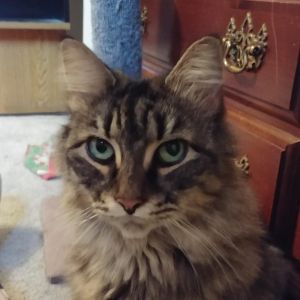 Sophie, Senior Female unknown