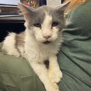 Aethelred, Senior Male unknown