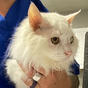 Candy, Senior Female unknown