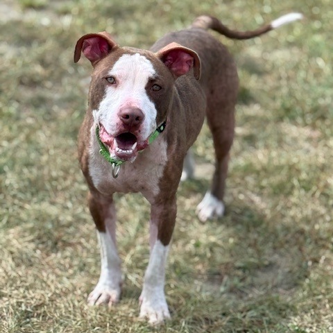 Baz