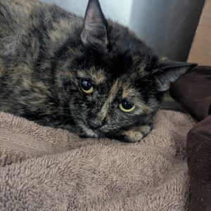 Ally, Senior Female unknown