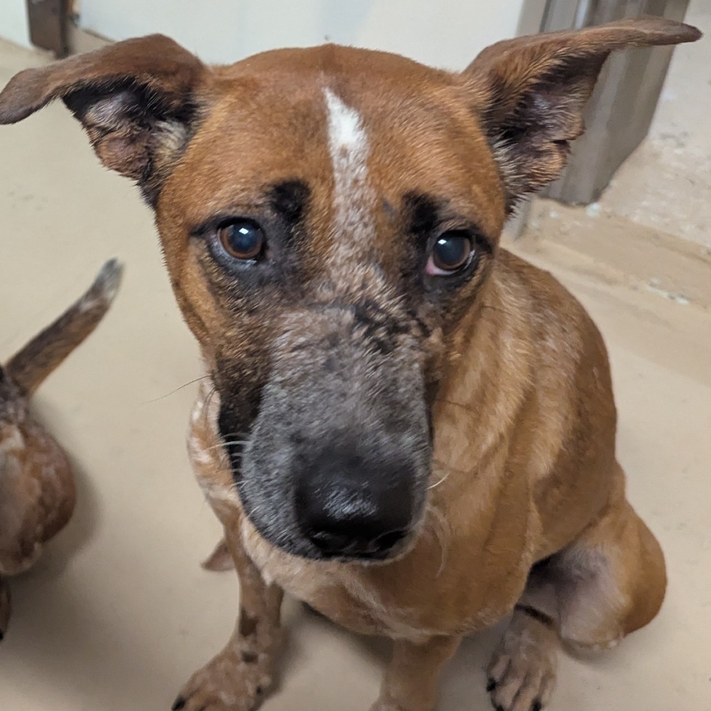 Tillie, an adoptable Cattle Dog in Mount Shasta, CA, 96067 | Photo Image 1